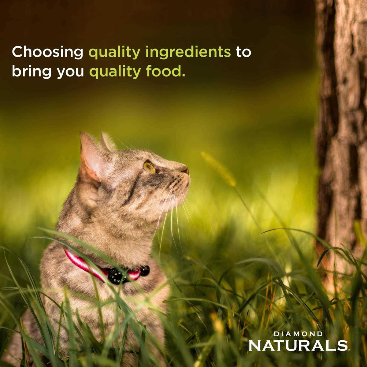 Indoor Dry Cat Food C950